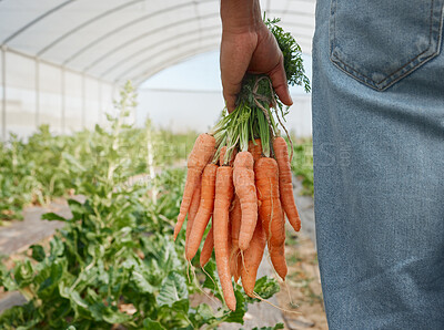 Buy stock photo Closeup shot of an unrecognisable man holding a bunch of carrots on a farm