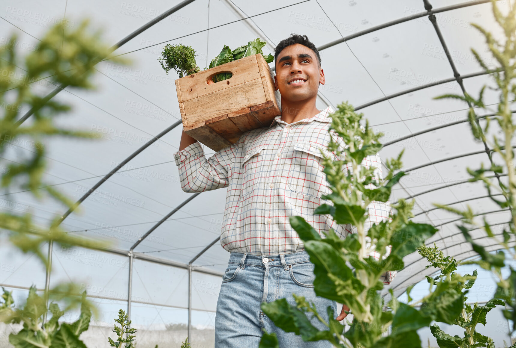 Buy stock photo Shot of a young man holding a crate of fresh produce while working on a farm