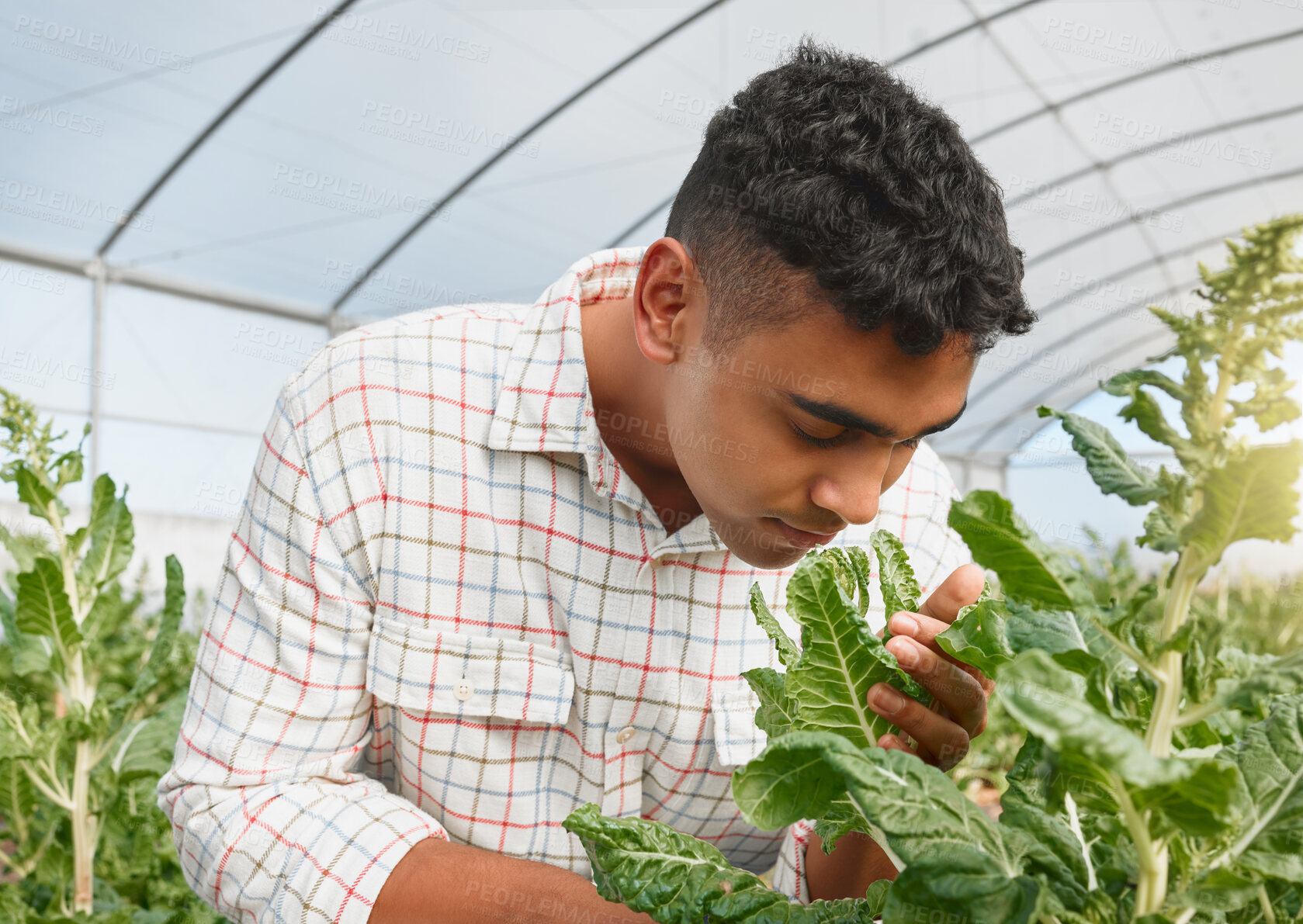 Buy stock photo Shot of a young man inspecting crops in a greenhouse on a farm