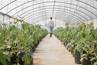 Buy stock photo Rearview shot of a young man working in a greenhouse on a farm