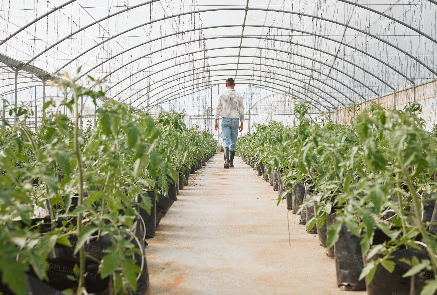 Buy stock photo Farmer, walking and back in greenhouse for agriculture, harvest and crop production with growth. Man, plants and quality control for farming, sustainability and eco friendly agro with carbon capture