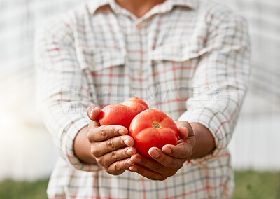 Buy stock photo Closeup shot of an unrecognisable man holding fresh tomatoes on a farm