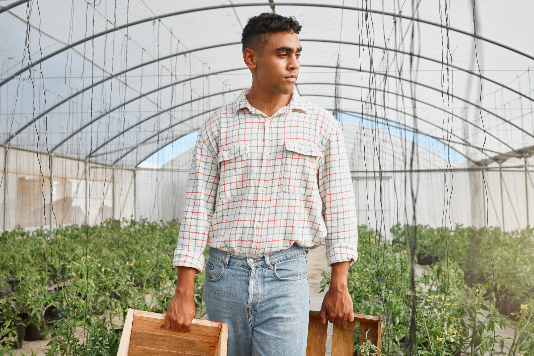 Buy stock photo Farmer, box and walking in greenhouse for agriculture, harvest and crop production with plants. Man, growth and wooden container for farming, sustainability and eco friendly agro with carbon capture