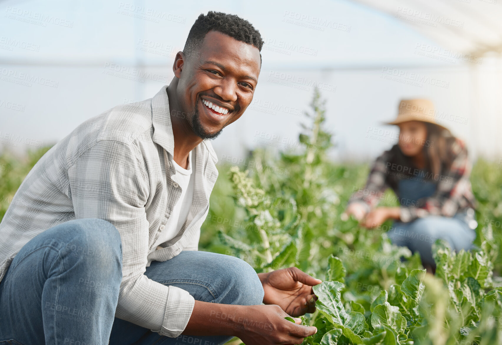 Buy stock photo Black man, happy and portrait in greenhouse for plants, inspection or vegetables in countryside. Person, farm and smile for agriculture, leaves or spinach with quality assurance for crops in Nigeria