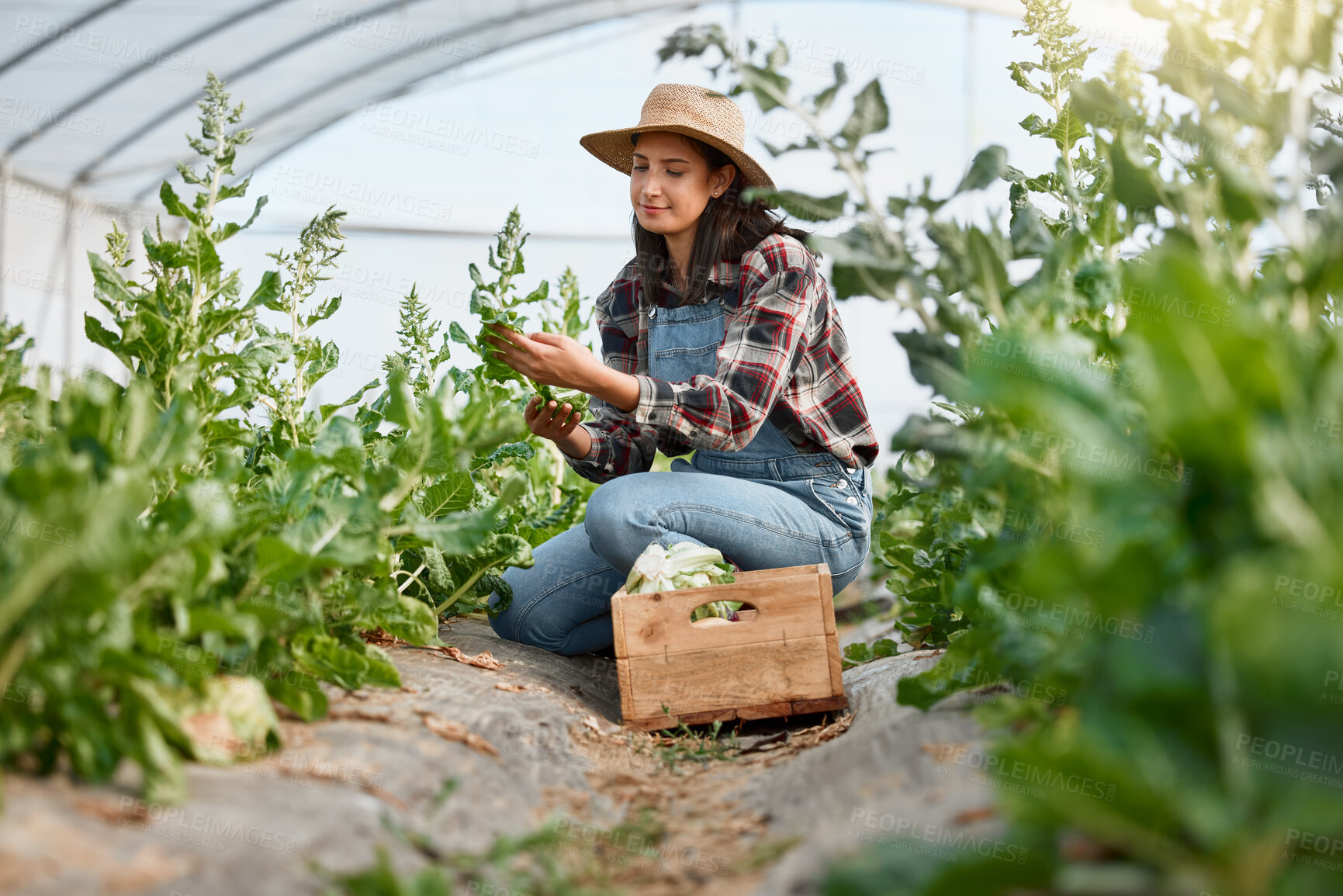 Buy stock photo Woman, harvest and crate on ground in greenhouse with spinach, inspection and quality assurance. Person, farmer and wood container with check for leaves, growth and agriculture with small business