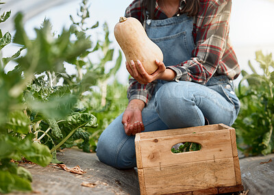 Buy stock photo Closeup shot of an unrecognisable woman holding a butternut while working on a farm