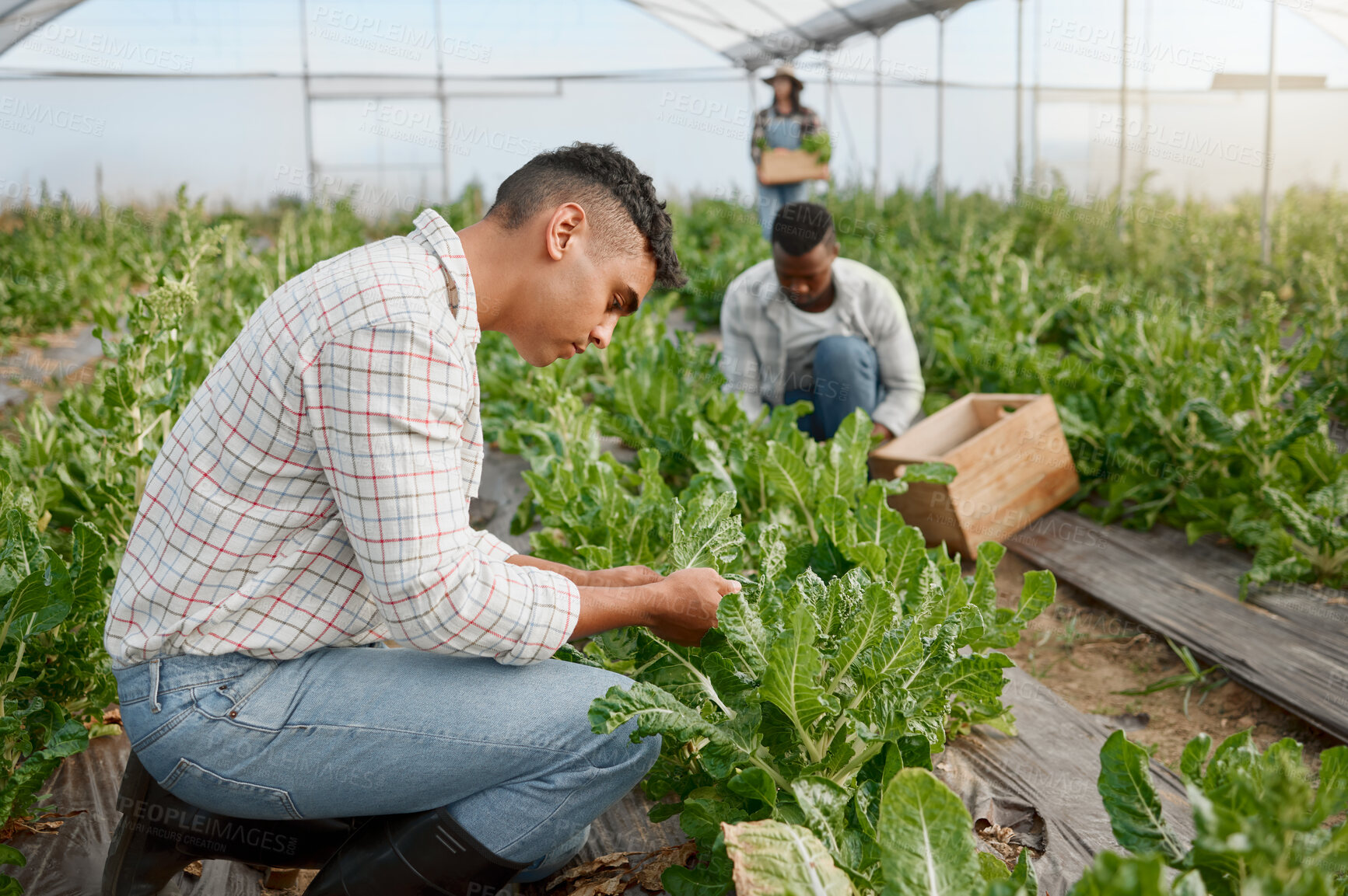 Buy stock photo Greenhouse, people and farming with inspection for vegetable, green plants and crops for sustainable growth. Agriculture, employees and farmer with spinach for small business, organic and maintenance