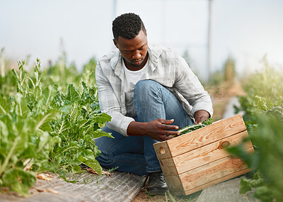 Buy stock photo Shot of a young man tending to crops on a farm