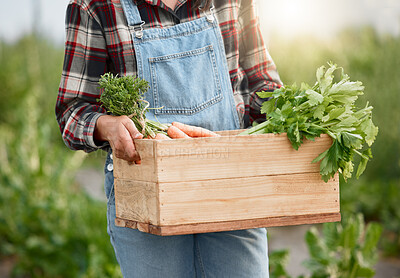 Buy stock photo Greenhouse, person and farming with harvesting for vegetables, plants and crops for sustainable growth. Agriculture, closeup and farmer with carrots for small business, nutrition and basket for food