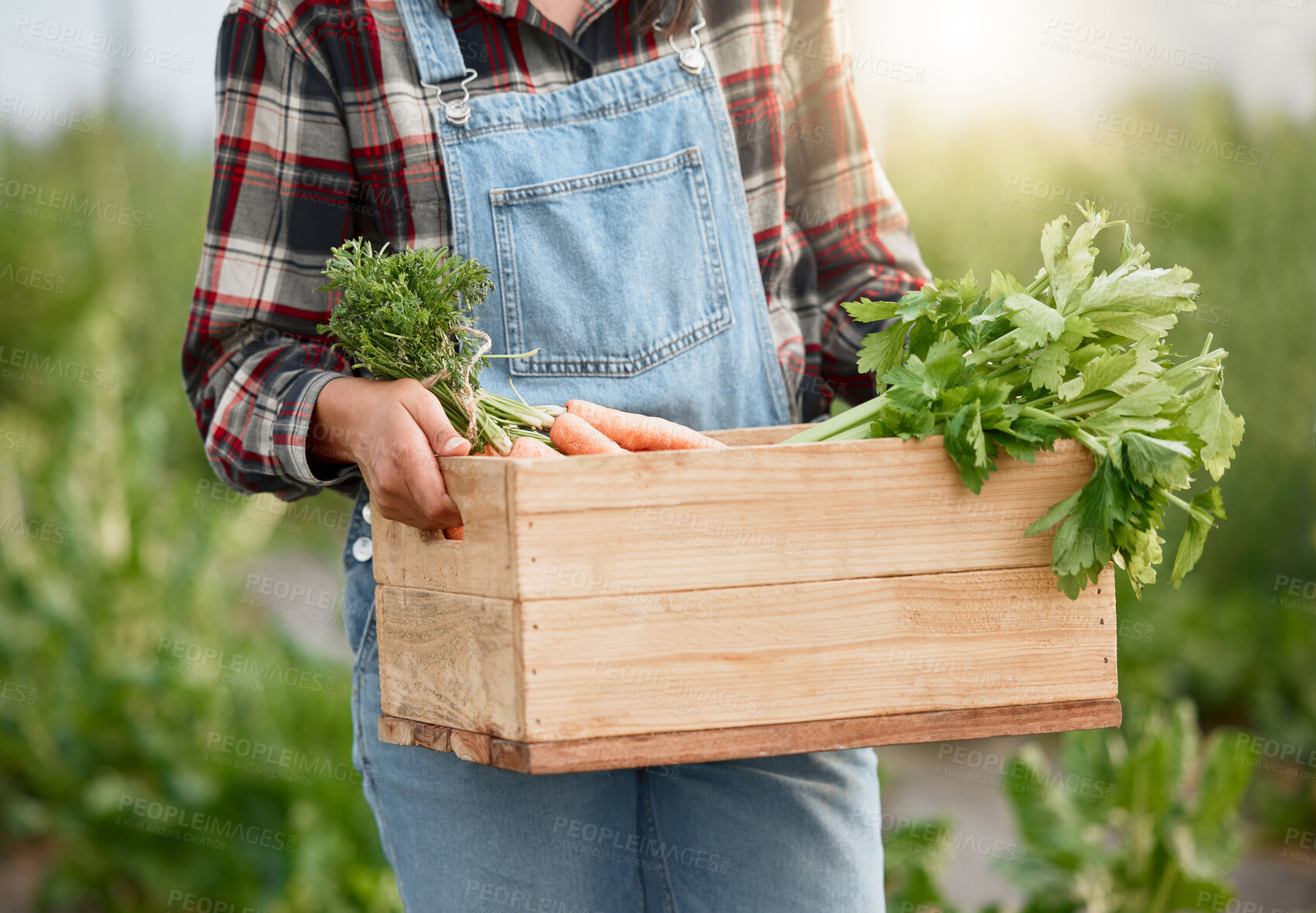 Buy stock photo Greenhouse, person and farming with harvesting for vegetables, plants and crops for sustainable growth. Agriculture, closeup and farmer with carrots for small business, nutrition and basket for food