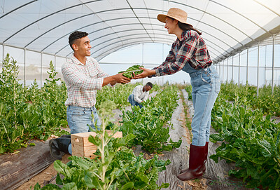 Buy stock photo Man, woman and vegetables in greenhouse with harvest, support and helping hand in countryside. People, teamwork and partnership at small business for agriculture, sustainability or happy with farming