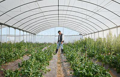 Buy stock photo Farmer, working and plants in greenhouse for agriculture, harvest and crop production with growth. Man, green and quality control for farming, sustainability or eco friendly agro with carbon capture