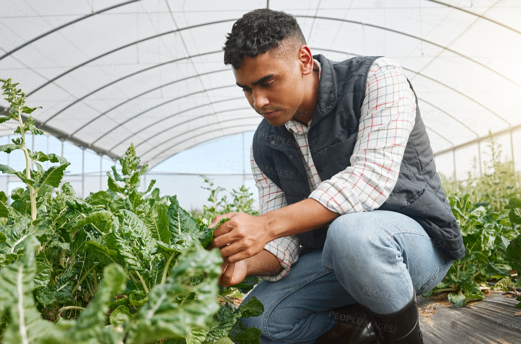 Buy stock photo Farmer, inspection and plants in greenhouse for agriculture, harvest or crop production with growth. Man, leaf and quality control for farming, sustainability or eco friendly agro with carbon capture