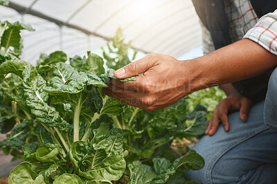 Buy stock photo Closeup shot of an unrecognisable man tending to spinach crops while working on a farm