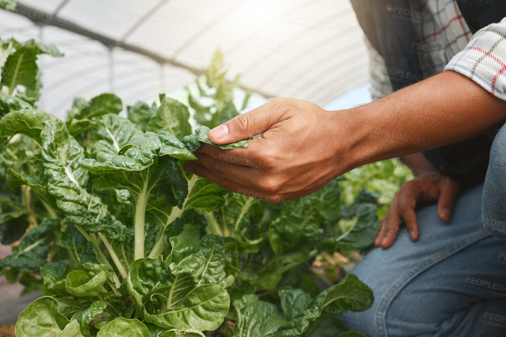 Buy stock photo Closeup shot of an unrecognisable man tending to spinach crops while working on a farm