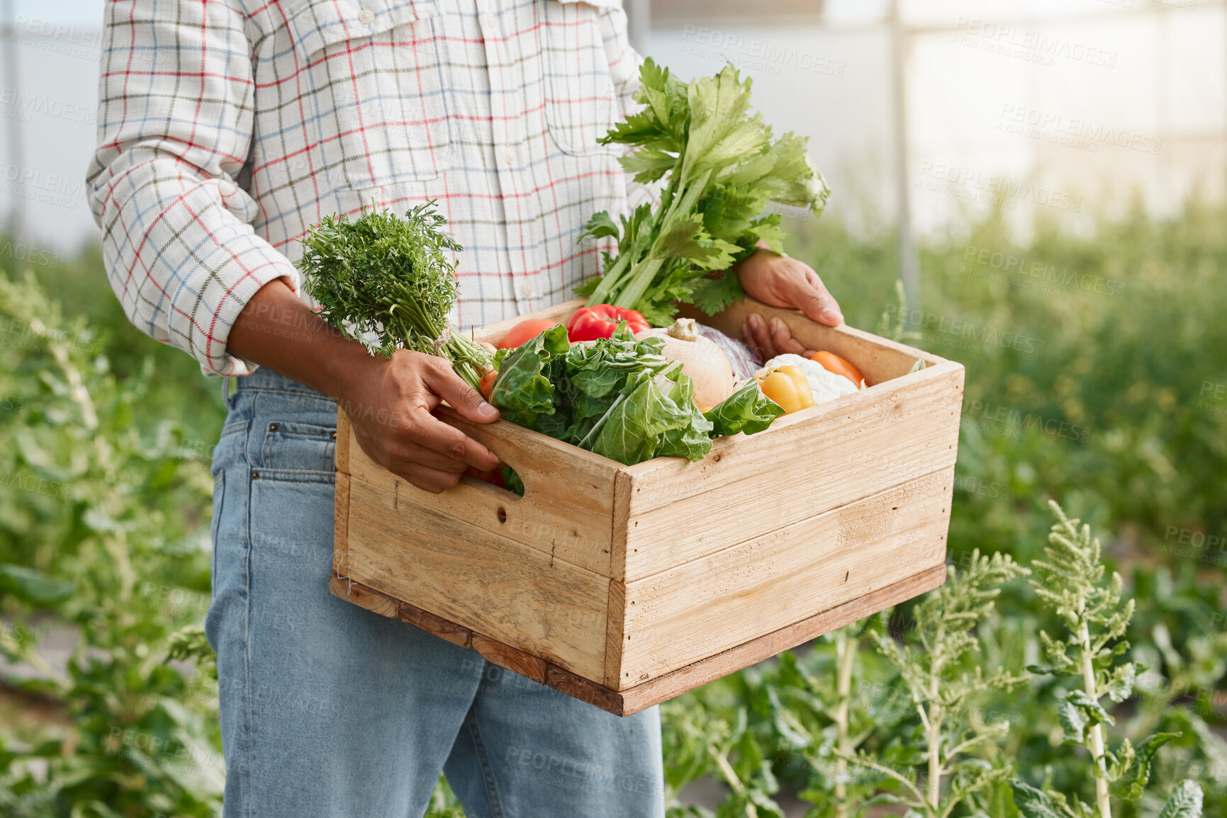 Buy stock photo Farming, greenhouse and hands of person with vegetables for produce, sustainability and eco friendly gardening. Agriculture, nature and farmer with basket for agro business, planting food and harvest