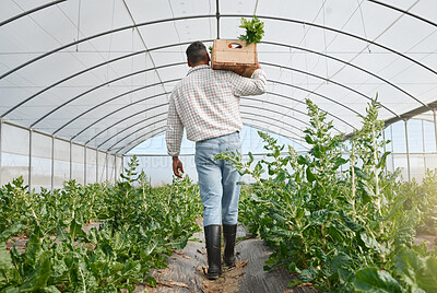 Buy stock photo Rearview shot of a young man holding a crate of fresh produce while working in a greenhouse on a farm