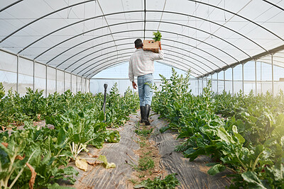Buy stock photo Rearview shot of a young man holding a crate of fresh produce while working in a greenhouse on a farm