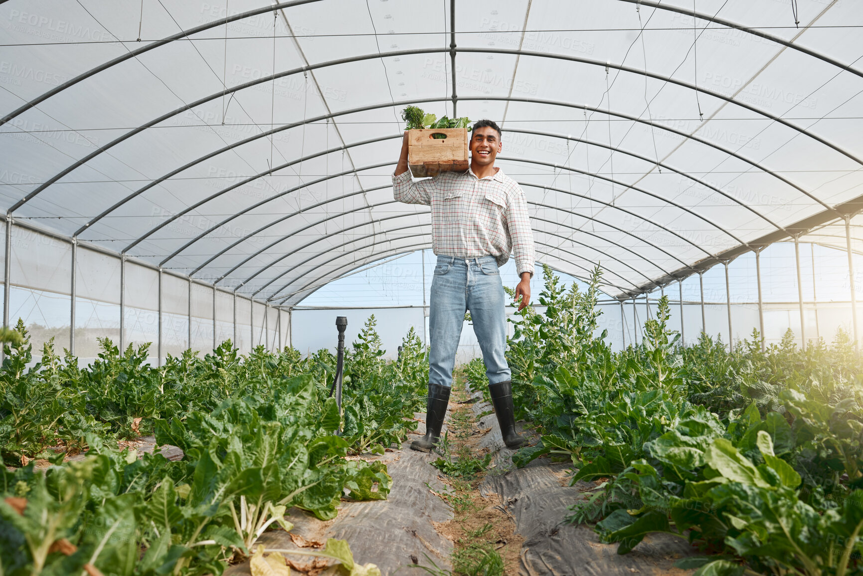 Buy stock photo Portrait of a young man holding a crate of fresh produce while working in a greenhouse on a farm