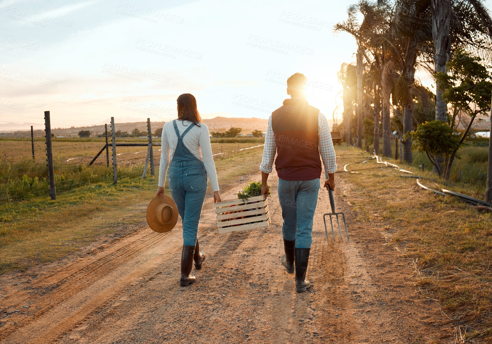 Buy stock photo People, crate and vegetables with harvest, walking and helping hand at farm, sunset or teamwork. Man, woman and back with partner, container or carrying organic produce for sustainability in Colombia