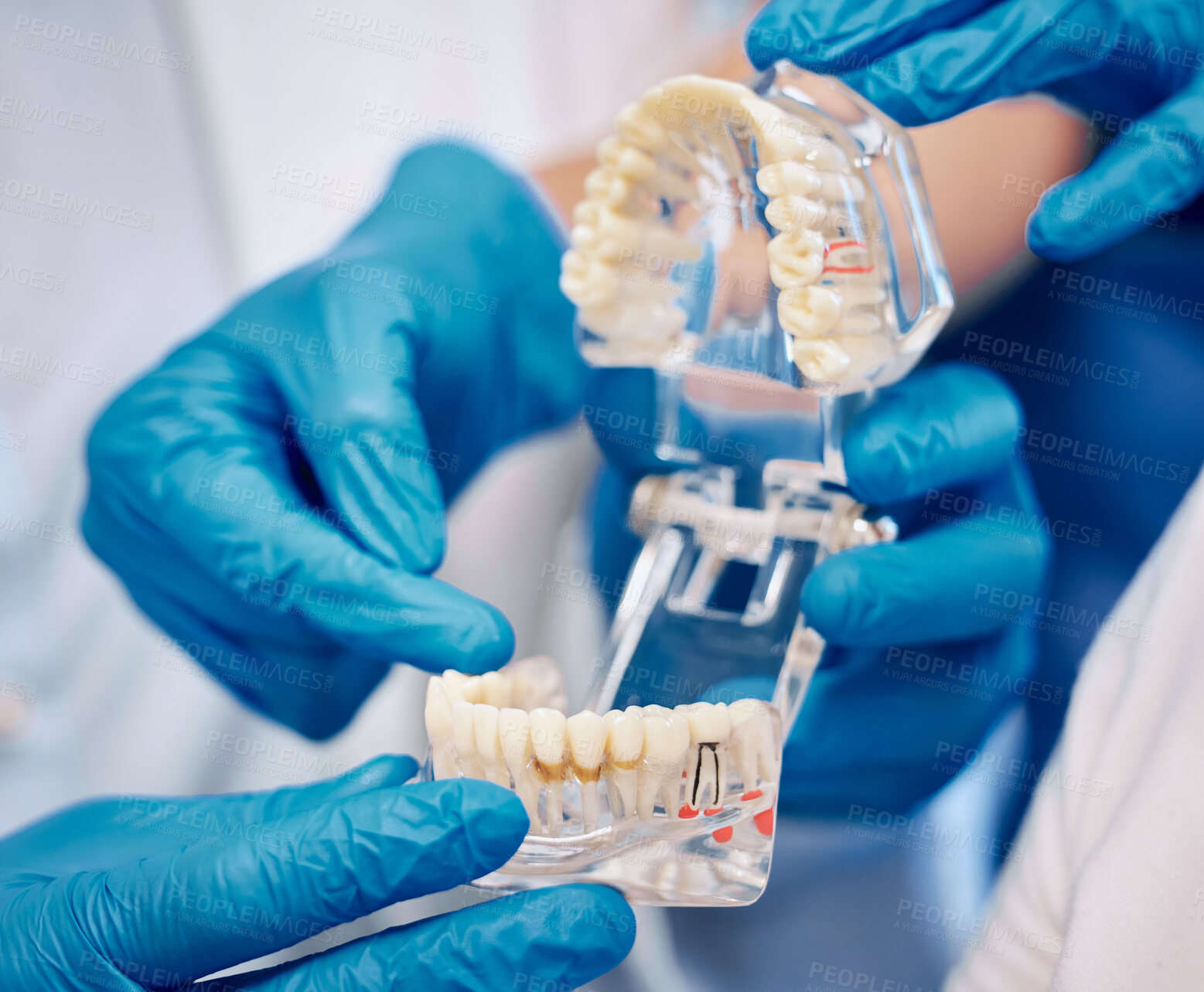 Buy stock photo Shot of a dentist holding a denture mold