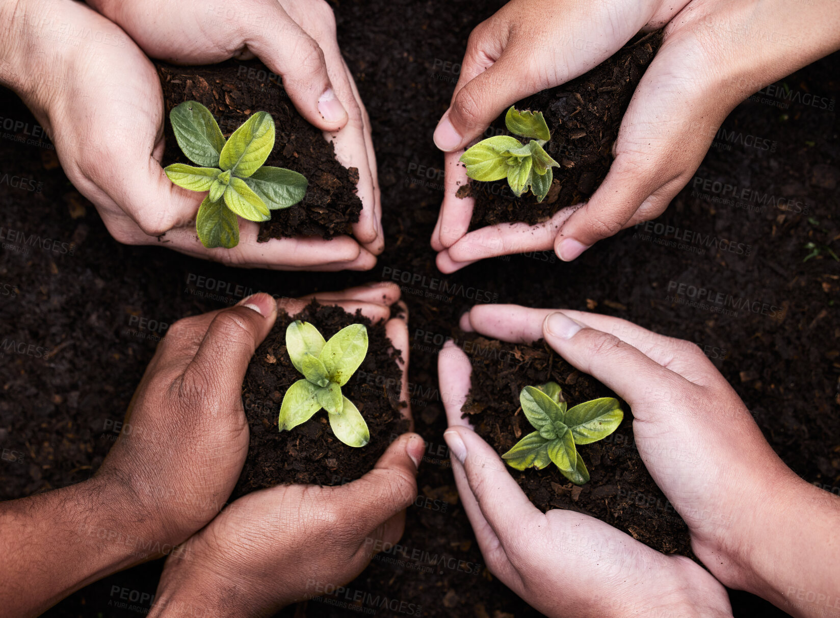 Buy stock photo Top view, group and hands with plant in soil for earth day, sustainability and environment conservation. Above, leaf and closeup of people in nature for growth, ecology or organic faming in garden