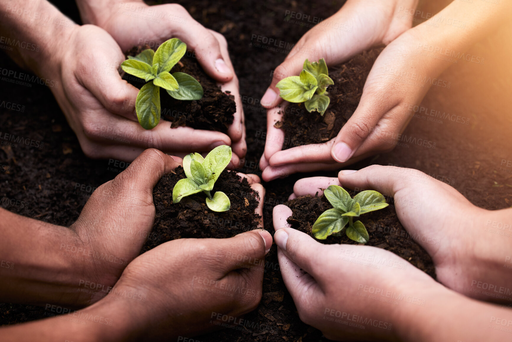 Buy stock photo Plants ,hands and soil for collaboration with nature, earth wellness and gardening hope for future in agriculture farming. Ecology, teamwork and people or environmental health, community and outreach