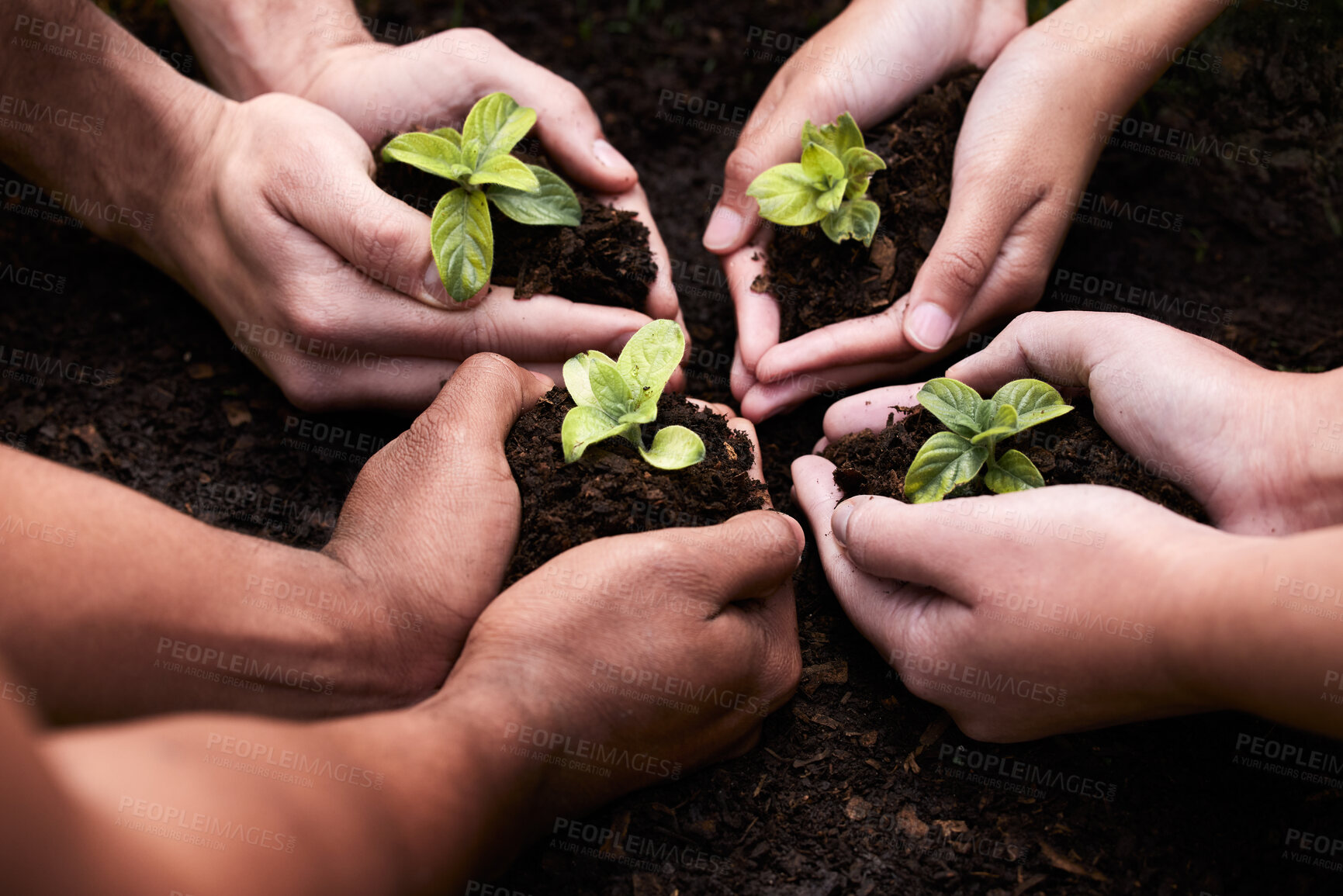 Buy stock photo Plants ,hands and soil for team with nature, earth wellness and gardening hope for future in agriculture farming. Ecology, collaboration and people or environmental health, community and outreach