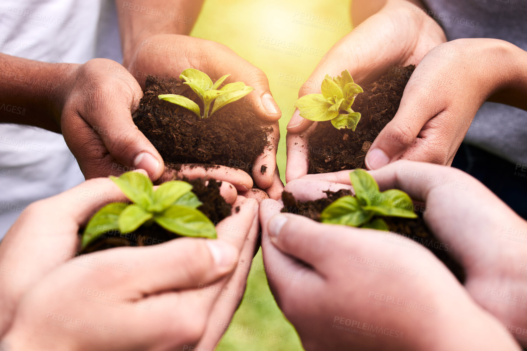 Buy stock photo Plants ,hands and soil for collaboration or support, earth wellness and gardening hope for future in agriculture farming. Ecology, teamwork and people or environmental health, community and outreach