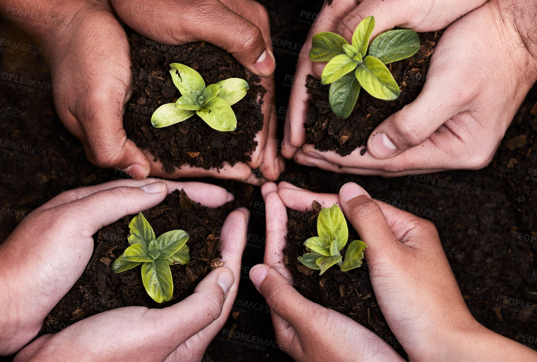 Buy stock photo Plants ,hands and soil for support with nature, earth wellness and gardening hope for future in agriculture farming. Ecology, teamwork and people or environmental health, community and outreach above