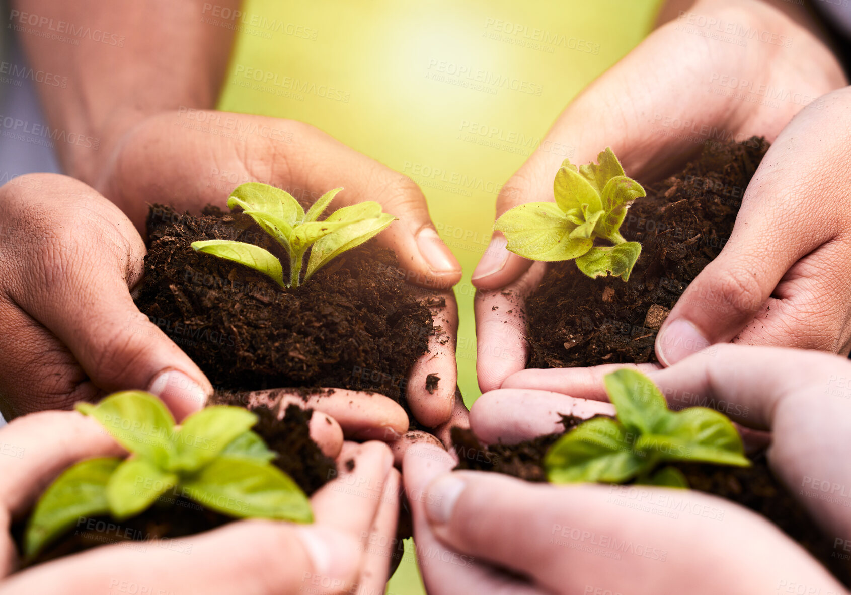 Buy stock photo Plant ,hands and soil for collaboration with support, earth wellness and gardening hope for future in agriculture farming. Ecology, teamwork and people or environmental health, community and outreach