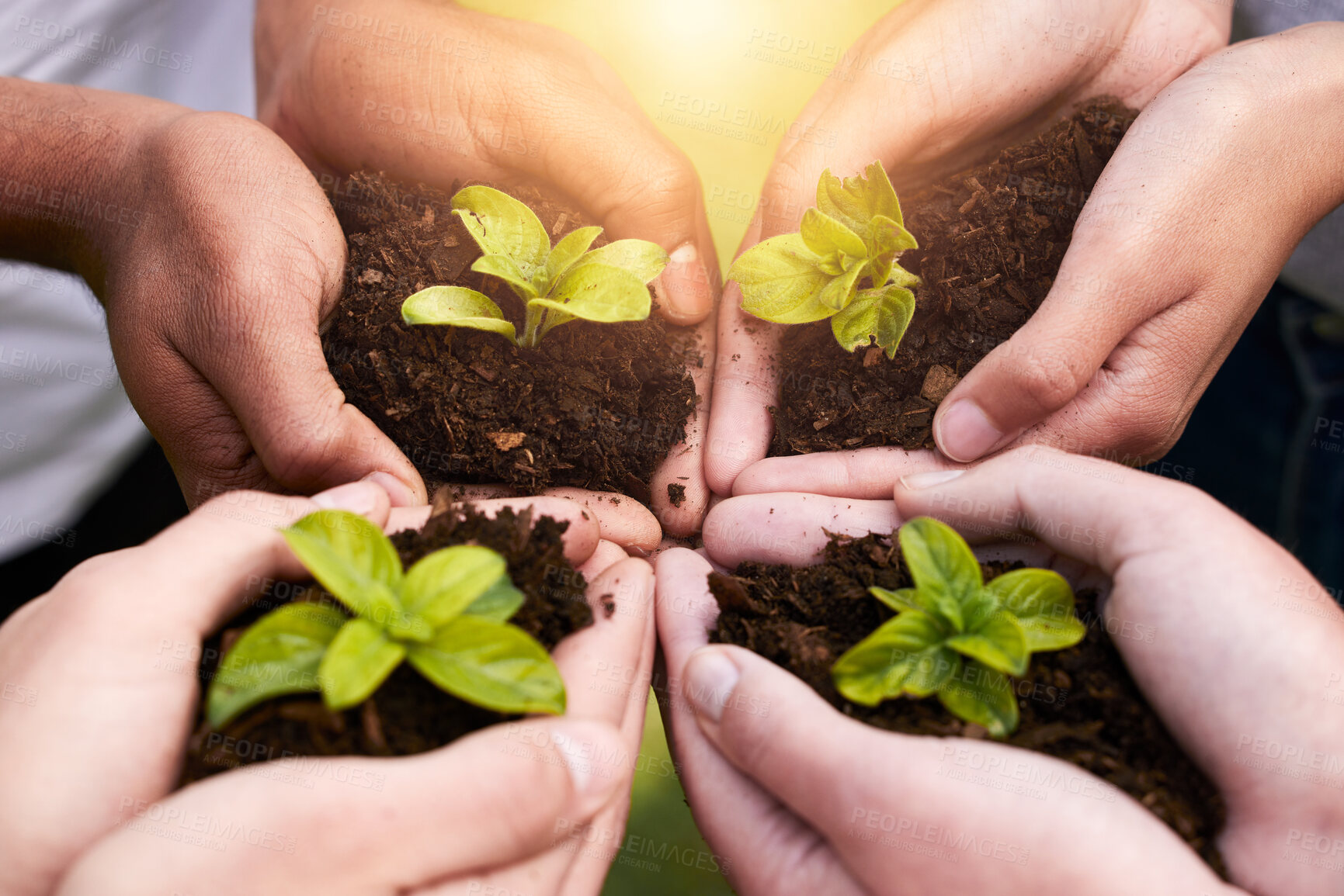 Buy stock photo Plants ,hands and soil for teamwork with support, earth wellness and gardening hope or future in agriculture farming. Ecology, collaboration and people or environmental health, community and outreach