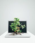 Bonsai tree growing out from a laptop in studio against a grey background