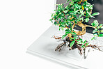 Bonsai tree growing out from a laptop in studio against a grey background