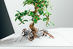 Bonsai tree growing out from a laptop in studio against a grey background