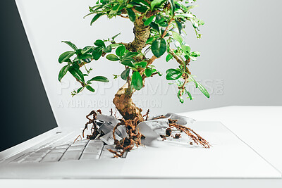 Buy stock photo Bonsai tree growing out from a laptop in studio against a grey background