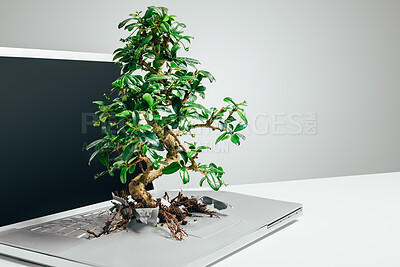 Buy stock photo Eco friendly, bonsai tree growing out from a laptop and against a grey background. Technology environment or leaf growth, sustainable connection and plant grow on pc against a studio backdrop