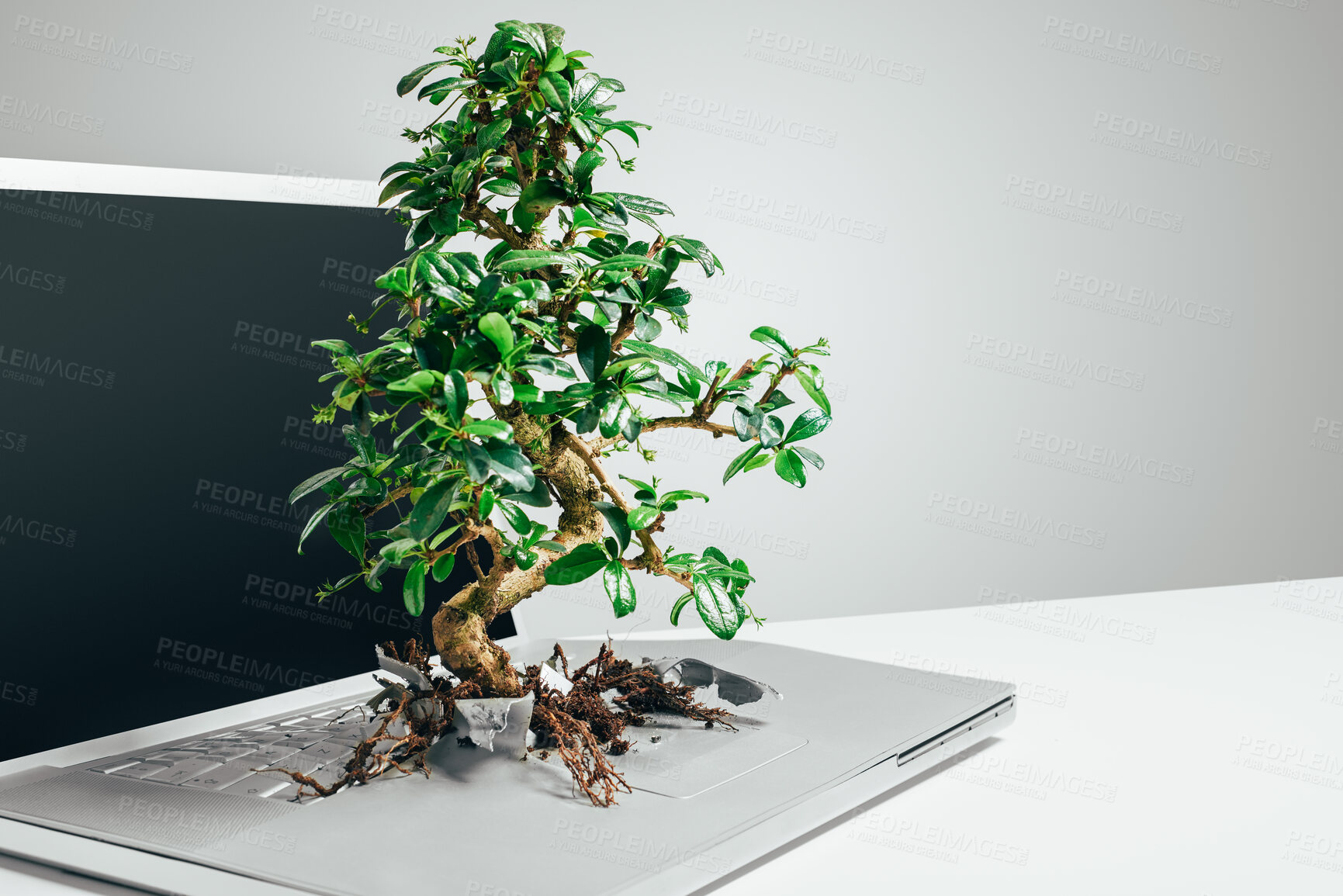 Buy stock photo Eco friendly, bonsai tree growing out from a laptop and against a grey background. Technology environment or leaf growth, sustainable connection and plant grow on pc against a studio backdrop