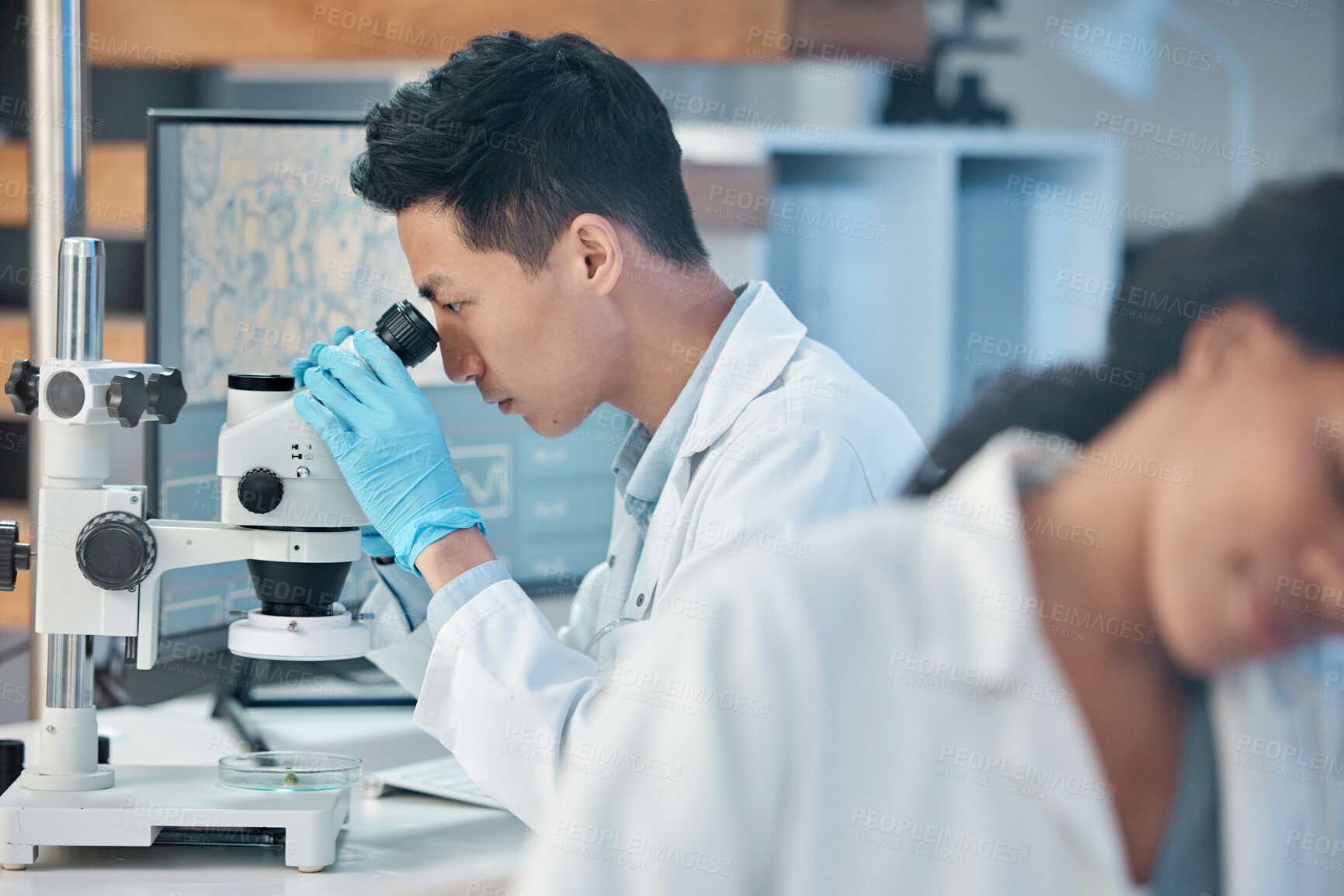 Buy stock photo Scientist, man and microscope analysis in lab for medical research, botany investigation and plant science. Healthcare, person and teamwork for medicine treatment, biomedicine experiment and biology