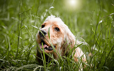 Buy stock photo Cocker spaniel, puppy and lying on grass, outdoor and rest for growth, development and spring in nature. Animal, dog and pet on lawn, field or park in countryside with summer sunshine in England