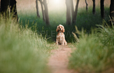 Buy stock photo Dog, portrait or training in nature with obedience, behavior development or sitting on path. Cocker spaniel, animal or relax in forest for pet care, adventure or break on walk for journey or wellness