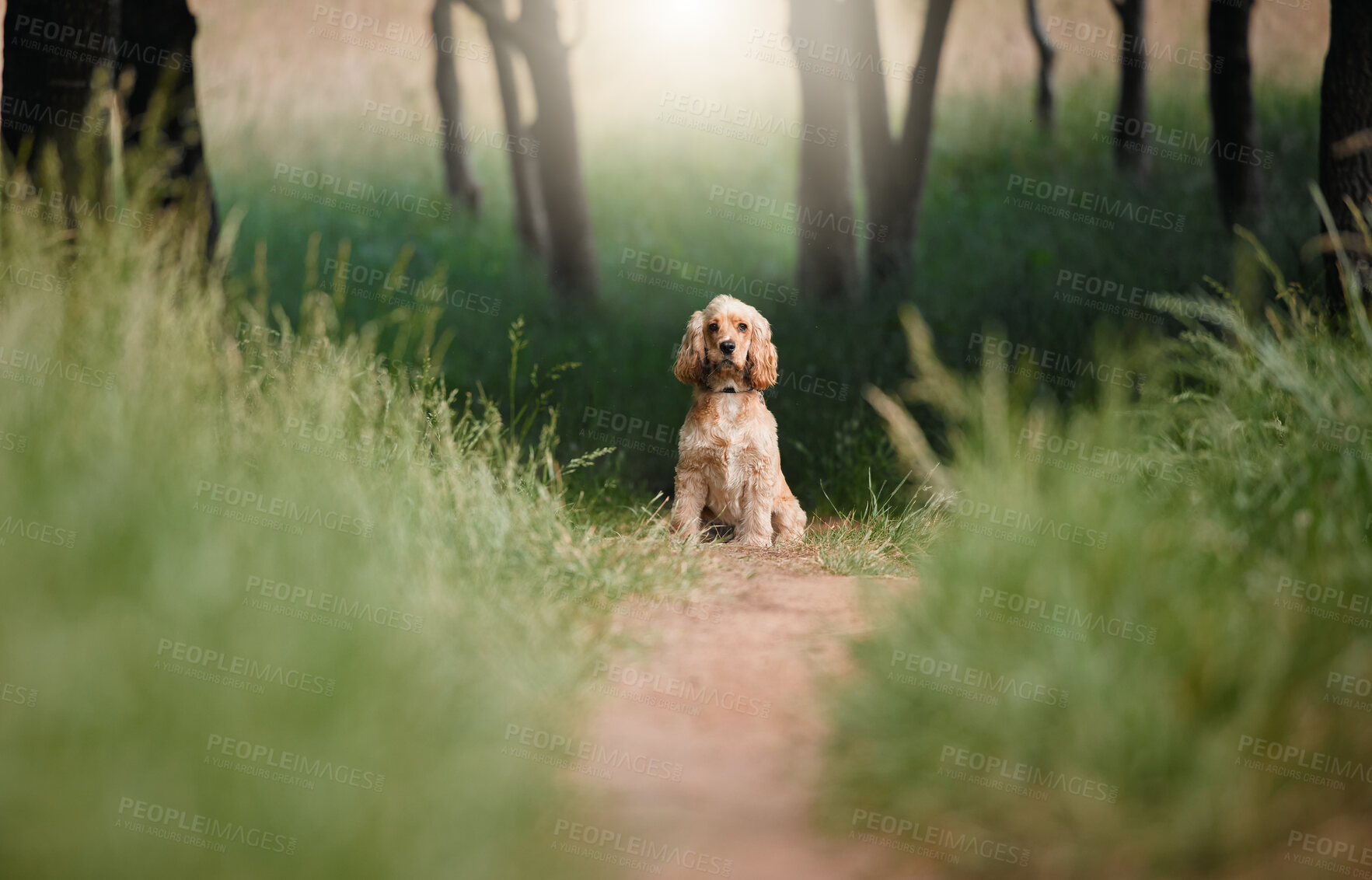 Buy stock photo Dog, portrait or training in nature with obedience, behavior development or sitting on path. Cocker spaniel, animal or relax in forest for pet care, adventure or break on walk for journey or wellness