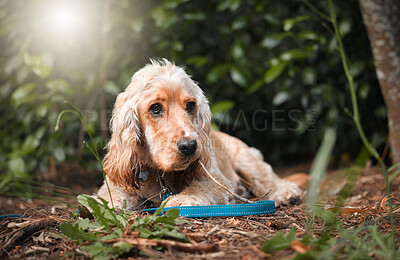 Buy stock photo Dog, relax and leash in nature with obedience, behavior development and resting on path. Cocker spaniel, animal and freedom in forest for pet care, adventure and break on walk for journey or wellness