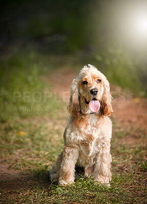 Buy stock photo Dog, portrait or panting in nature with obedience, behavior development or sitting on path. Cocker spaniel, animal or relax in park for pet care, adventure or break on walk for journey or wellness