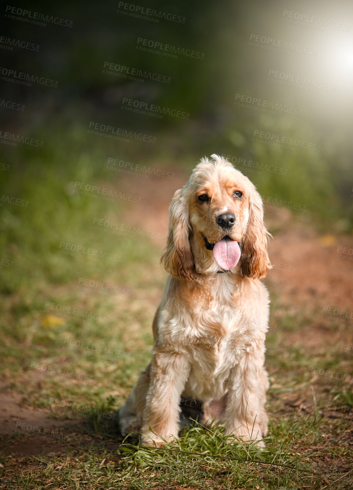 Buy stock photo Dog, portrait or panting in nature with obedience, behavior development or sitting on path. Cocker spaniel, animal or relax in park for pet care, adventure or break on walk for journey or wellness