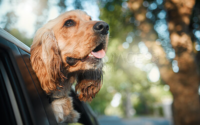 Buy stock photo Cocker spaniel, dog and road trip in car, window and outdoor for driving, journey and fur in wind. Animal, pet and puppy in vehicle for travel, transportation and summer with sunshine in countryside