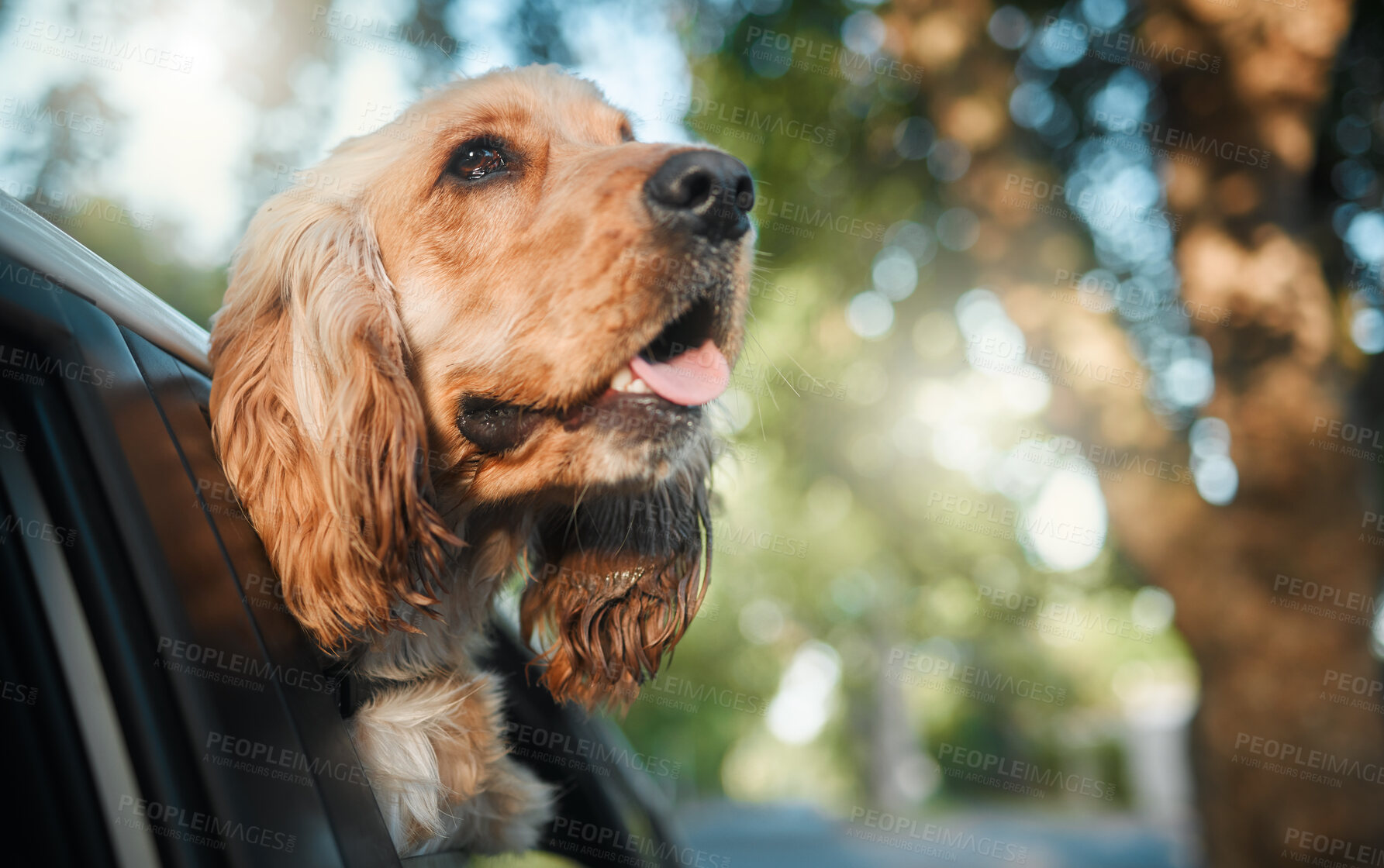 Buy stock photo Cocker spaniel, dog and road trip in car, window and outdoor for driving, journey and fur in wind. Animal, pet and puppy in vehicle for travel, transportation and summer with sunshine in countryside