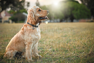 Buy stock photo Dog, profile and training in field with obedience, behavior development or relax on grass. Cocker spaniel, animal or panting in nature for pet care, adventure or break on walk for journey or wellness