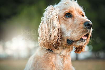 Buy stock photo Dog, face or relax in nature with obedience, behavior development or resting in park. Cocker spaniel, animal or panting in forest for pet care, adventure or break on walk for journey or wellness