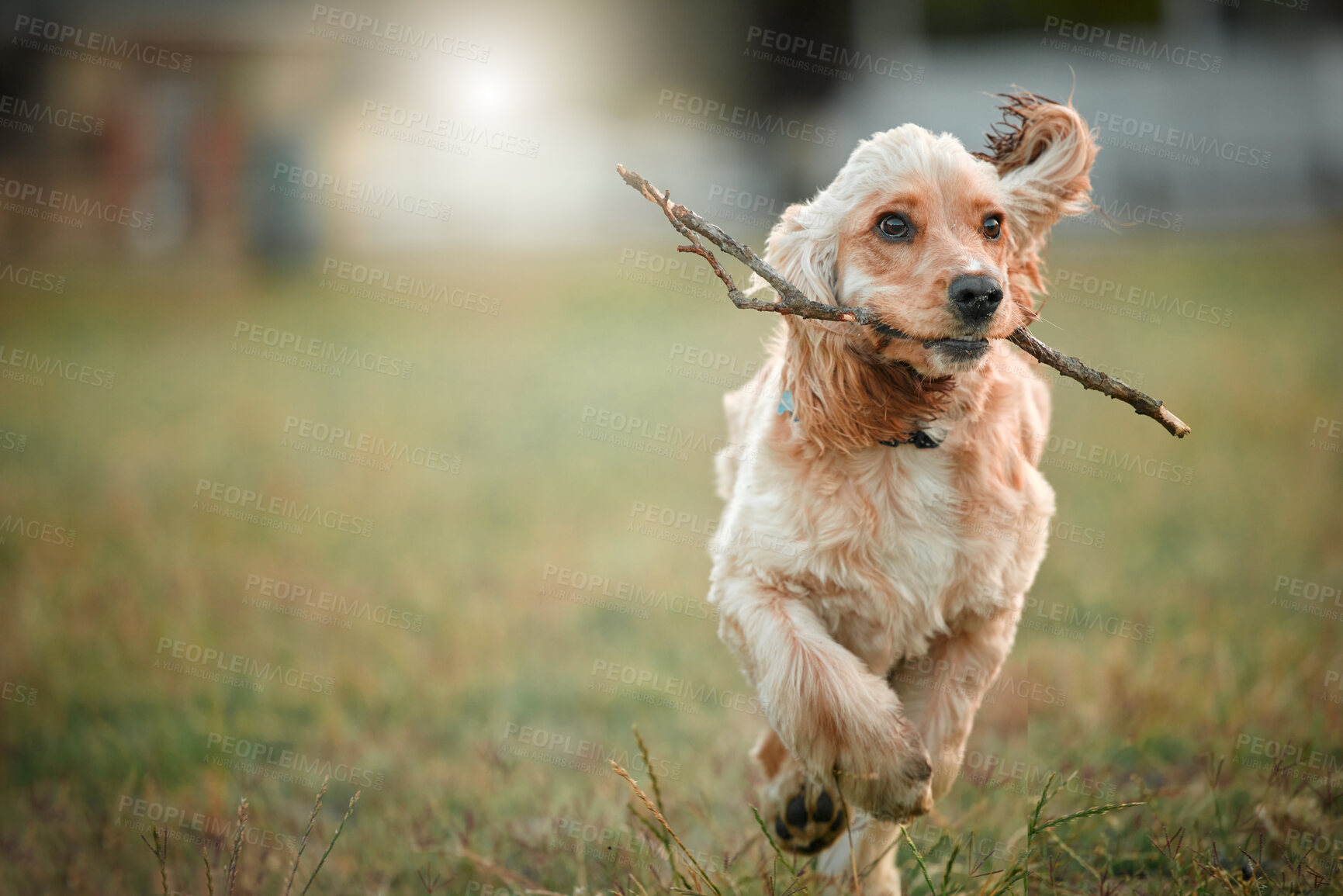 Buy stock photo Cocker spaniel, puppy and running at park with stick, grass and playful adventure in nature. Animal, dog and pet on field, games and fetch for training in summer sunshine with development in England